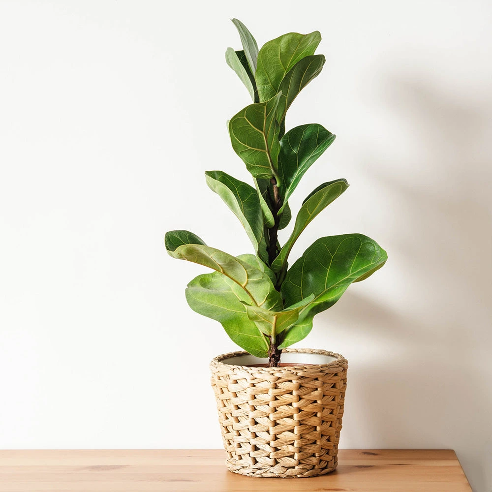 Brighter Blooms Bambino Fiddle Leaf Fig SHOP ALL 4 Brighter Blooms Bambino Fiddle Leaf Fig SHOP ALL