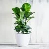 Brighter Blooms Bambino Fiddle Leaf Fig SHOP ALL