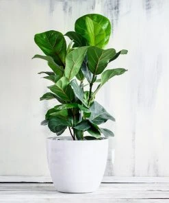 Brighter Blooms Bambino Fiddle Leaf Fig SHOP ALL