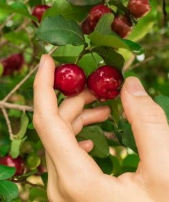 Brighter Blooms Fruit Trees Barbados (Acerola) Cherry
