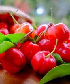 Brighter Blooms Fruit Trees Barbados (Acerola) Cherry