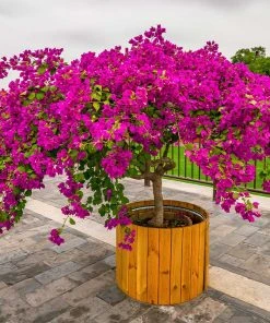 Brighter Blooms Barbara Karst Bougainvillea SHOP ALL