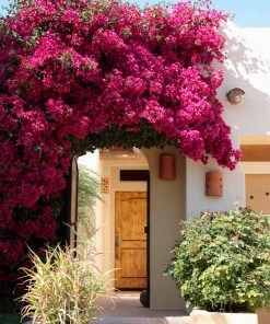 Brighter Blooms Barbara Karst Bougainvillea SHOP ALL