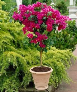 Brighter Blooms Pink Bougainvillea Tree