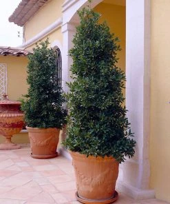 Brighter Blooms Bay Laurel Evergreen & Privacy