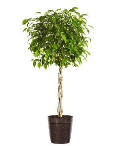 Brighter Blooms Benjamina Ficus Tree SHOP ALL 13 Brighter Blooms Benjamina Ficus Tree SHOP ALL