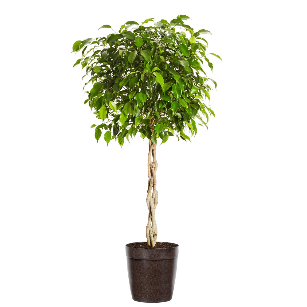 Brighter Blooms Benjamina Ficus Tree SHOP ALL 5 Brighter Blooms Benjamina Ficus Tree SHOP ALL