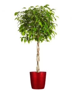 Brighter Blooms Benjamina Ficus Tree SHOP ALL 16 Brighter Blooms Benjamina Ficus Tree SHOP ALL