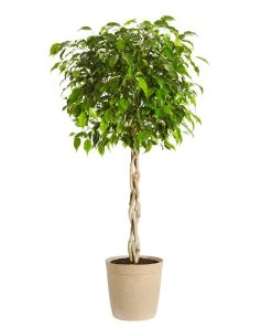 Brighter Blooms Benjamina Ficus Tree SHOP ALL 12 Brighter Blooms Benjamina Ficus Tree SHOP ALL