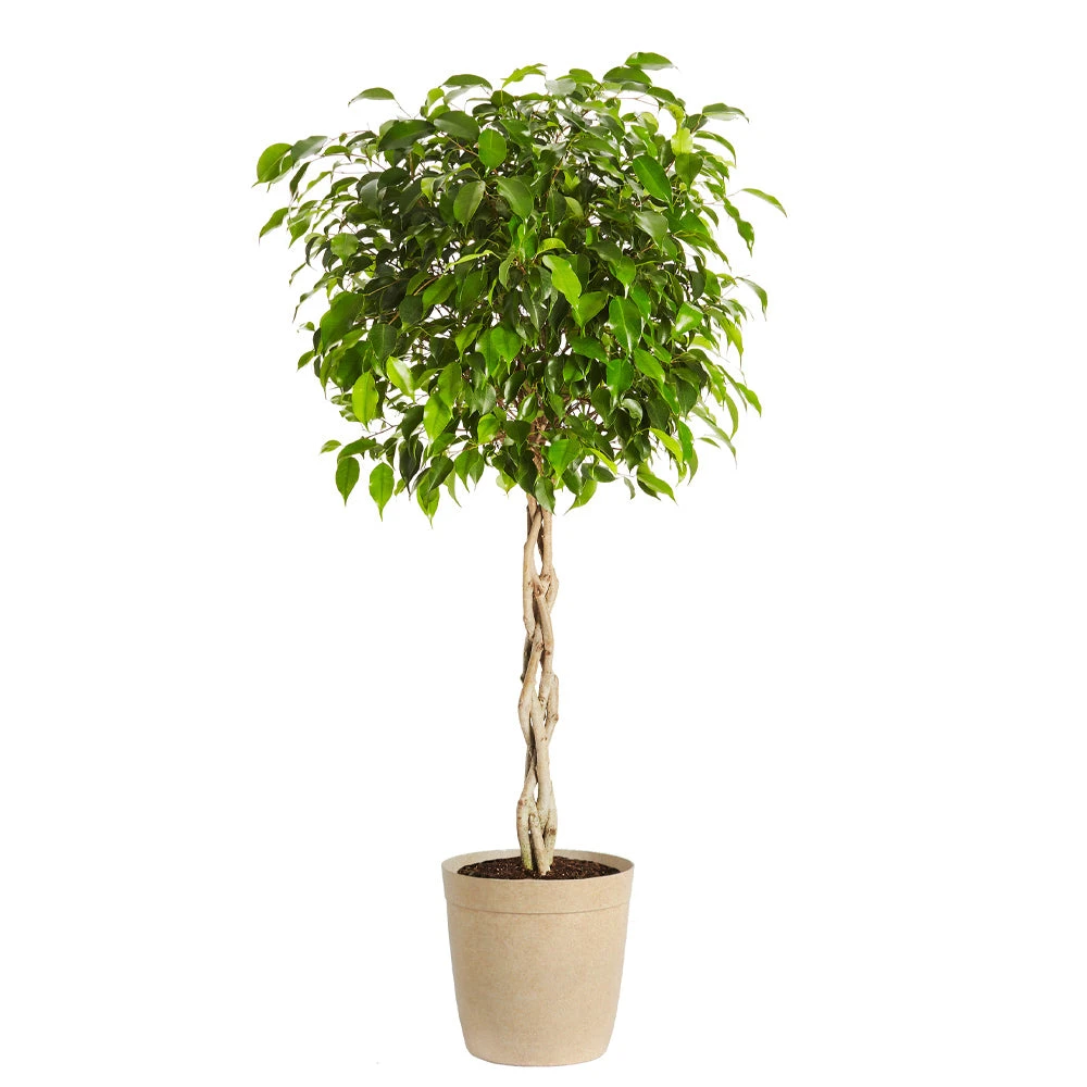 Brighter Blooms Benjamina Ficus Tree SHOP ALL 4 Brighter Blooms Benjamina Ficus Tree SHOP ALL