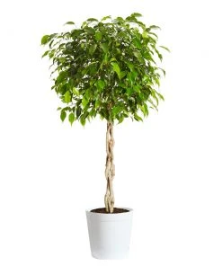 Brighter Blooms Benjamina Ficus Tree SHOP ALL 15 Brighter Blooms Benjamina Ficus Tree SHOP ALL