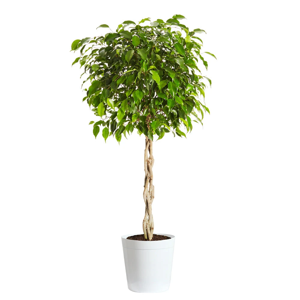 Brighter Blooms Benjamina Ficus Tree SHOP ALL 7 Brighter Blooms Benjamina Ficus Tree SHOP ALL
