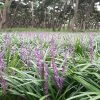 Brighter Blooms Big Blue Liriope Plant Ornamental Grasses