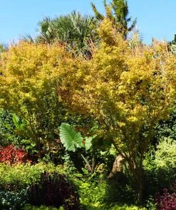 Brighter Blooms Japanese Maples Bihou Japanese Maple Tree