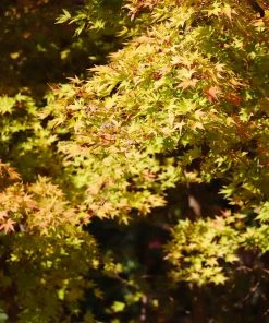 Brighter Blooms Japanese Maples Bihou Japanese Maple Tree