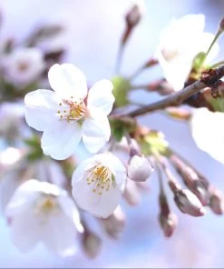 Brighter Blooms Brooks Cherry Tree