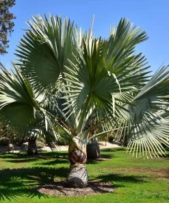 Brighter Blooms Bismarck Palm Tree 9 Brighter Blooms Bismarck Palm Tree