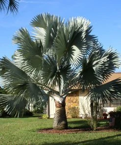 Brighter Blooms Bismarck Palm Tree 8 Brighter Blooms Bismarck Palm Tree