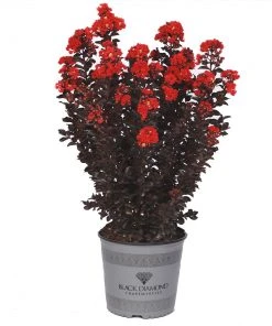 Brighter Blooms Flowering Trees Black Diamond® Radiant Red Crape Myrtle