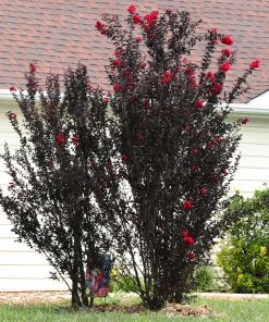 Brighter Blooms Flowering Trees Black Diamond® Radiant Red Crape Myrtle