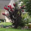 Brighter Blooms Flowering Trees Black Diamond® Radiant Red Crape Myrtle