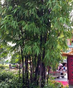 Brighter Blooms Arborvitae Trees Black Bamboo Plant 7 Brighter Blooms Arborvitae Trees Black Bamboo Plant