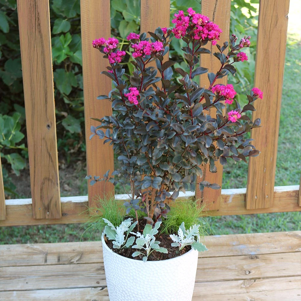 Brighter Blooms Black Diamond® Mystic Magenta™ Crape Myrtle Tree Flowering Trees 3 Brighter Blooms Black Diamond® Mystic Magenta™ Crape Myrtle Tree Flowering Trees