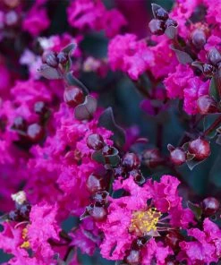 Brighter Blooms Black Diamond® Mystic Magenta™ Crape Myrtle Tree Flowering Trees