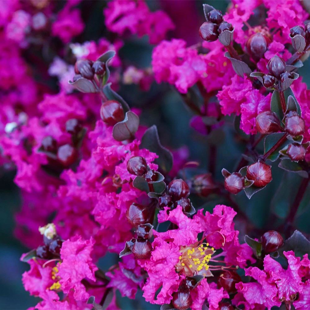 Brighter Blooms Black Diamond® Mystic Magenta™ Crape Myrtle Tree Flowering Trees 2 Brighter Blooms Black Diamond® Mystic Magenta™ Crape Myrtle Tree Flowering Trees