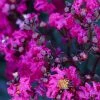 Brighter Blooms Black Diamond® Mystic Magenta™ Crape Myrtle Tree Flowering Trees