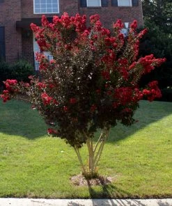 Brighter Blooms Black Diamond® Best Red™ Crape Myrtle Tree