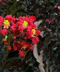 Brighter Blooms Black Diamond® Best Red™ Crape Myrtle Tree