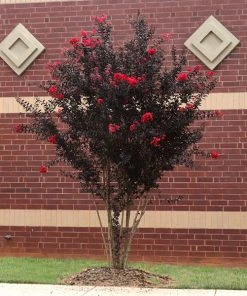 Brighter Blooms Black Diamond® Best Red™ Crape Myrtle Tree