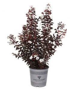 Brighter Blooms Black Diamond® Pure White Crape Myrtle Tree