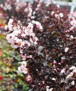Brighter Blooms Black Diamond® Pure White Crape Myrtle Tree