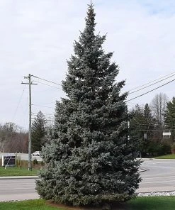 Brighter Blooms Evergreen & Privacy Black Hills Spruce Tree