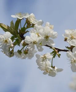 Brighter Blooms Dwarf Black Tartarian Cherry Tree Fruit Trees