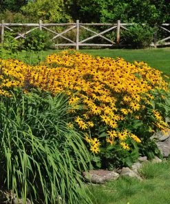 Brighter Blooms Perennials Goldsturm Black-Eyed Susan