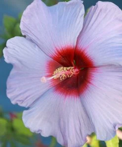 Brighter Blooms Shrubs & Hedges Summer Spice® Hardy Hibiscus Bleu Brulee™