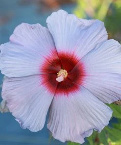 Brighter Blooms Shrubs & Hedges Summer Spice® Hardy Hibiscus Bleu Brulee™