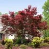 Brighter Blooms Bloodgood Japanese Maple Tree