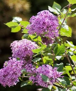 Brighter Blooms Bloomerang® Purple Reblooming Lilac Shrub Shrubs & Hedges