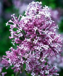 Brighter Blooms Bloomerang® Purple Reblooming Lilac Shrub Shrubs & Hedges