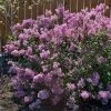 Brighter Blooms Bloomerang® Purple Reblooming Lilac Shrub Shrubs & Hedges