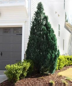 Brighter Blooms Juniper Trees Blue Point Juniper Tree