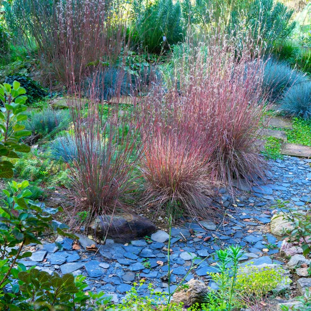 Brighter Blooms Blues Little Bluestem Grass Ornamental Grasses 4 Brighter Blooms Blues Little Bluestem Grass Ornamental Grasses