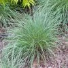 Brighter Blooms Blues Little Bluestem Grass Ornamental Grasses