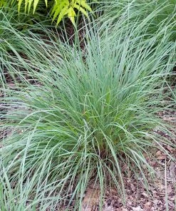 Brighter Blooms Blues Little Bluestem Grass Ornamental Grasses