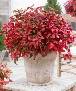 Brighter Blooms Blush Pink™ Nandina Shrub