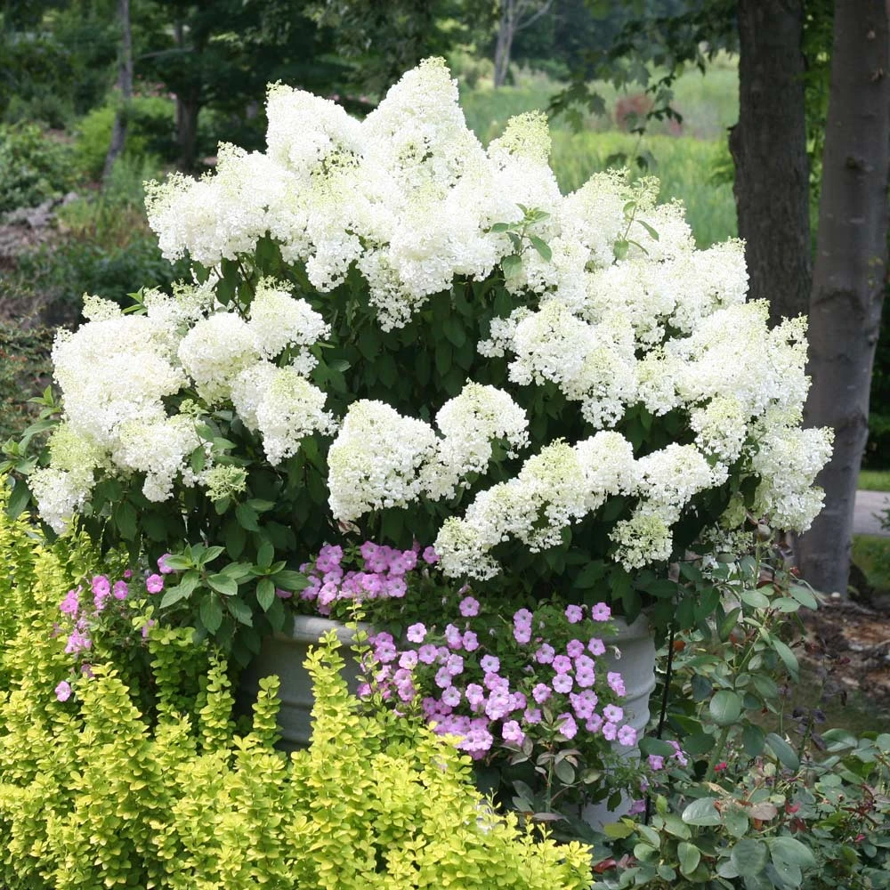 Brighter Blooms Bobo® Hydrangea Shrub 2 Brighter Blooms Bobo® Hydrangea Shrub
